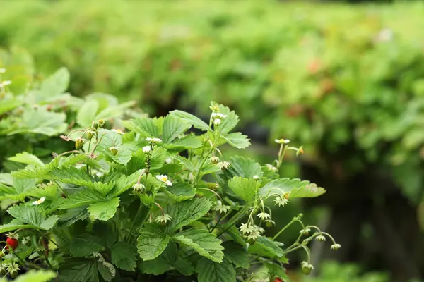 Wild Strawberry Bushes Growing Farm Seasonal Berries — Stock Photo, Image