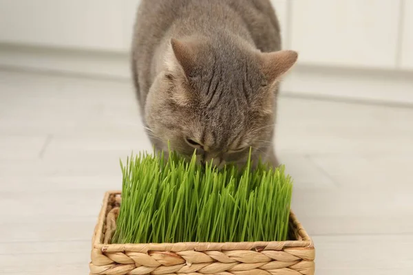 Lindo Gato Comiendo Hierba Verde Fresca Suelo Interiores Primer Plano —  Fotos de Stock