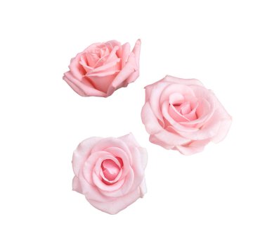 Beyaz arka plana düşen güzel pembe güller