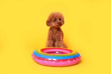 Tatlı Maltipoo köpeği ve turuncu arka planda yüzme yüzüğü.