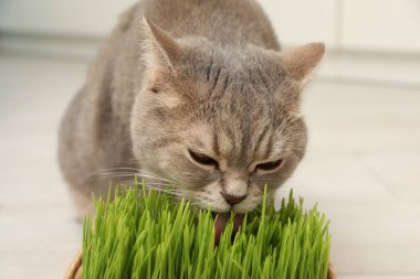 Arka planda taze yeşil çimen yiyen sevimli kedi, yakın plan.