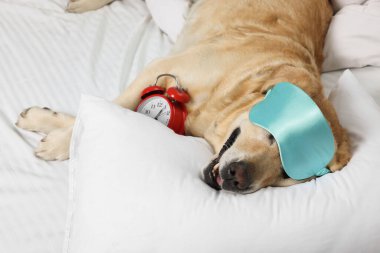 Tatlı Labrador Retriever uyku maskesi ve yatakta dinlenen çalar saati var.