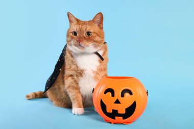 Cadılar Bayramı kovası açık mavi arka planda pelerinli sevimli kızıl kedi.