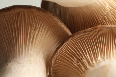 Hafif arka planda istiridye mantarlarının makro fotoğrafı