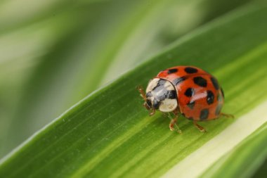 Yeşil yapraklı uğur böceği arka planda bulanık, makro manzaralı. Metin için boşluk