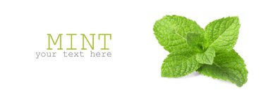 Beyaz arkaplanda taze nane yaprakları, metin için boşluk. Pankart tasarımı