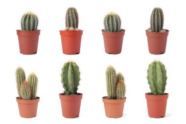 Beyaz tencerelerde yeşil kaktüsler, koleksiyon.