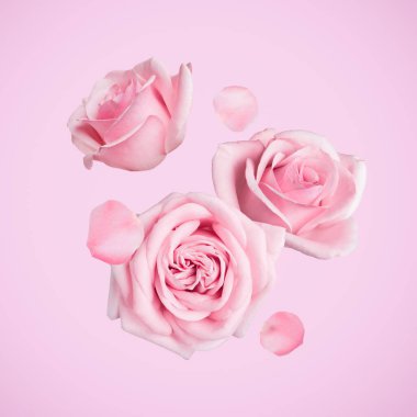 Güzel pastel güller ve yapraklar pembe arka plana düşüyor.