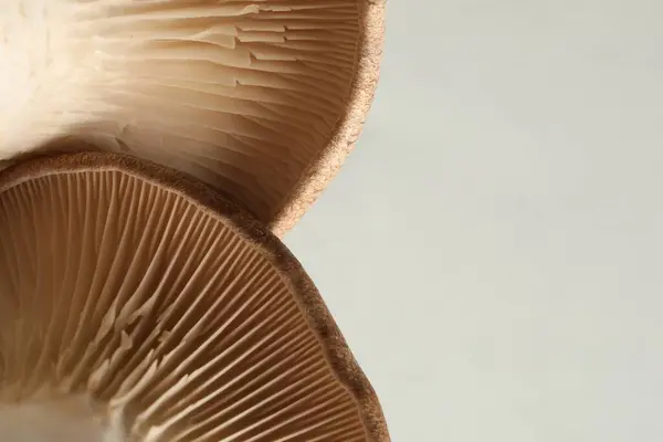 Macro photo of oyster mushrooms on light grey background. Space for text