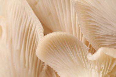 Arka plan olarak taze istiridye mantarları, makro görünüm