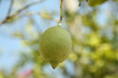 Açık havada yetişen olgunlaşmamış limon, yakın plan. Citrus meyvesi.