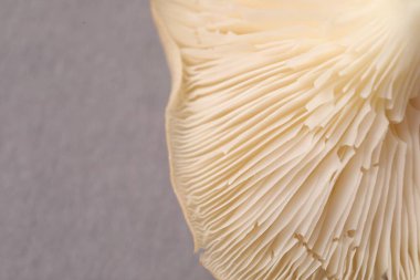 Gri arka planda taze istiridye mantarı, makro manzara. Metin için boşluk