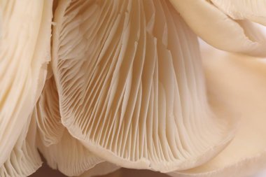 Arka plan olarak taze istiridye mantarlarının makro görüntüsü