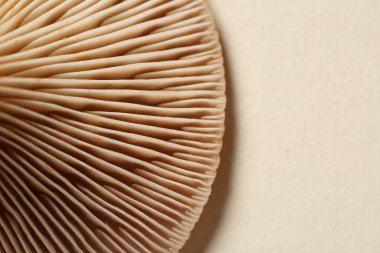 Bej arka planda çiğ orman mantarı, makro manzara. Metin için boşluk