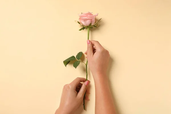 Woman with beautiful rose on beige background, top view
