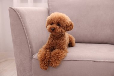 Şirin Maltipoo köpeği içeride koltukta dinleniyor, mesaj için yer var. Sevimli hayvan