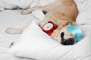 Tatlı Labrador Retriever uyku maskesi ve yatakta dinlenen çalar saati var.