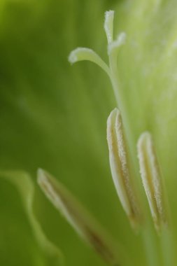 Arka plan olarak güzel açık yeşil Gladiolus çiçeği, makro görünüm