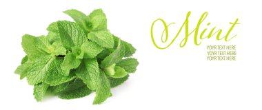 Beyaz arkaplanda taze nane yaprakları, metin için boşluk. Pankart tasarımı