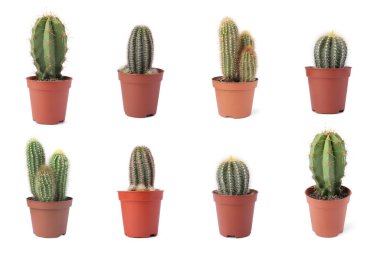 Beyaz tencerelerde yeşil kaktüsler, koleksiyon.