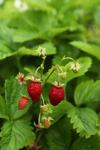Small Wild Strawberries Growing Outdoors Seasonal Berries — Stock Photo, Image