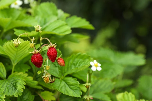 Small Wild Strawberries Growing Outdoors Space Text Seasonal Berries — Stock Photo, Image