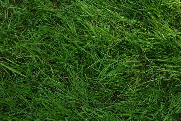 Fresh green grass as background, top view