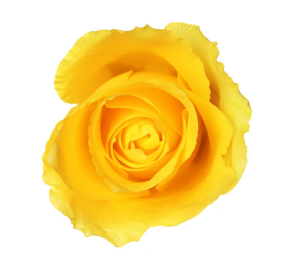 Egy Gyönyörű Sárga Rózsa Elszigetelt Fehér — Stock Fotó