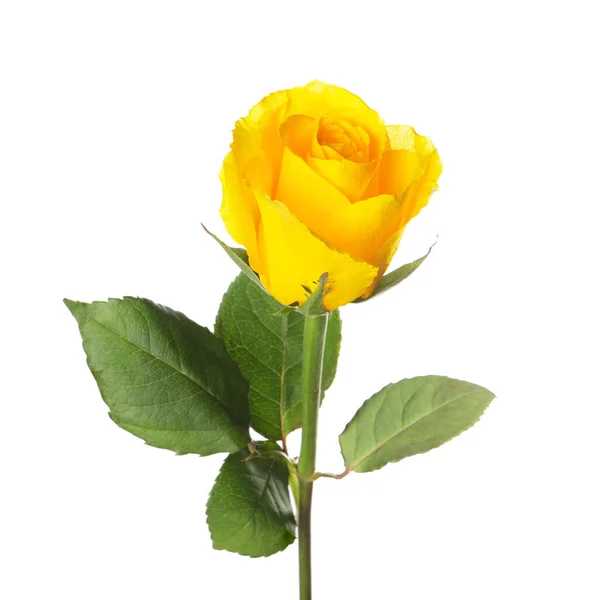 Egy Gyönyörű Sárga Rózsa Elszigetelt Fehér — Stock Fotó