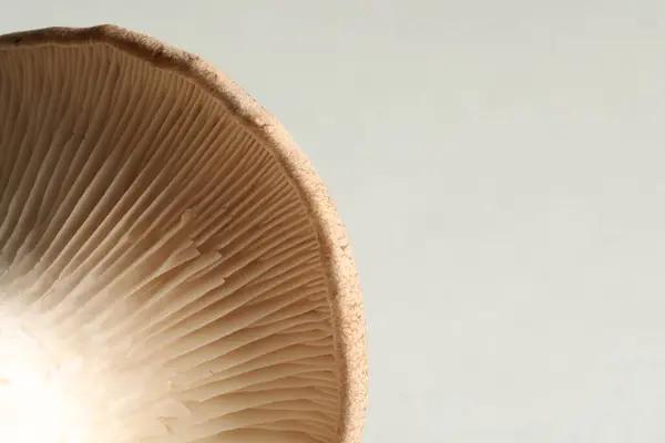 Macro photo of oyster mushroom on light grey background. Space for text