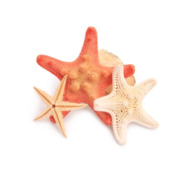 Birçok güzel deniz yıldızı (deniz yıldızları) beyaz üzerinde izole edilmiştir.