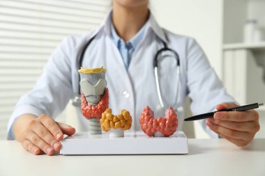 Endokrinolojist hastanedeki beyaz masada tiroit bezi modelleri gösteriyor.