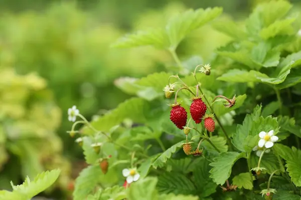 Small Wild Strawberries Growing Outdoors Space Text Seasonal Berries — Stock Photo, Image