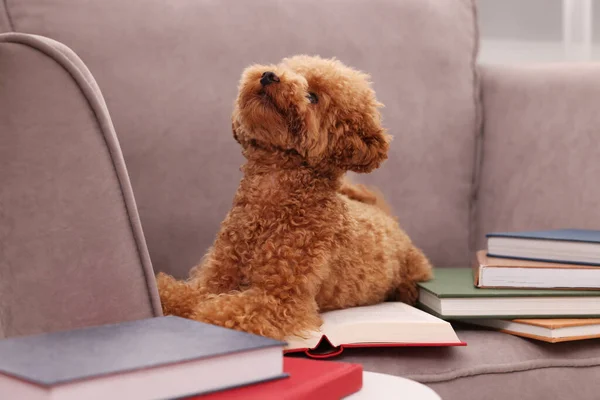 Cute Maltipoo dog with books on armchair. Lovely pet