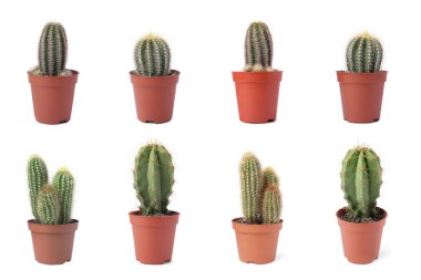 Beyaz tencerelerde yeşil kaktüsler, koleksiyon.