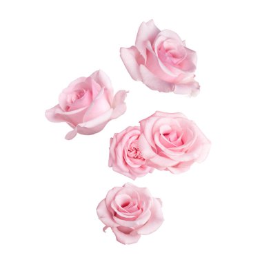 Beyaz arka plana düşen güzel pembe güller