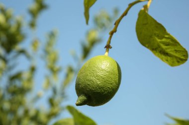 Olgunlaşmamış yeşil limon gökyüzüne karşı büyüyor, düşük açılı. Citrus meyvesi.