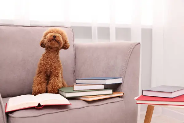 Cute Maltipoo dog with books on armchair indoors. Lovely pet