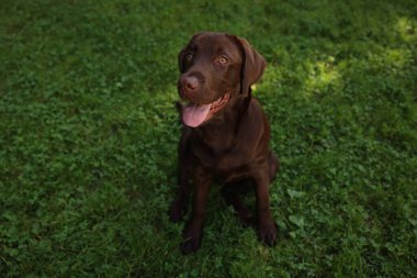 Parktaki yeşil çimlerde oturan sevimli Labrador Retriever köpeği.