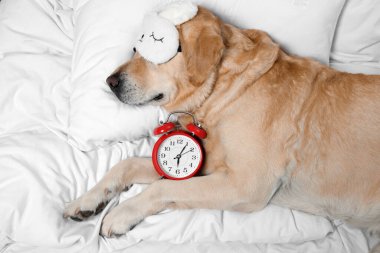 Tatlı Labrador Retriever, uyku maskesi ve çalar saati yatakta dinleniyor.