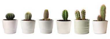 Beyaz tencerelerde yeşil kaktüsler, koleksiyon.