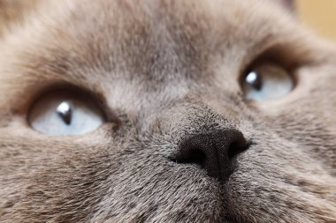 Güzel gözlü bir kedinin makro fotoğrafı. Sevimli hayvan.