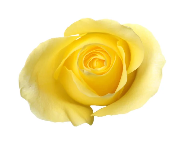 Gyönyörű Friss Sárga Rózsa Elszigetelt Fehér — Stock Fotó