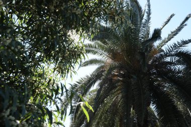 Güneşli bir günde, beyaz çiçekli güzel bir çalılık ve palmiye ağacı. Düşük açı.