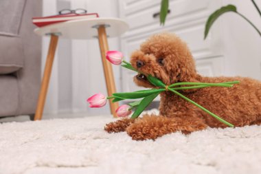 Evinde bir buket güzel lalesi olan sevimli Maltipoo köpeği, mesaj için yer. Sevimli hayvan