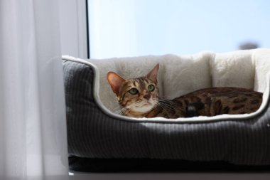 Evcil hayvan yatağında uzanmış Bengal kedisi gibi.