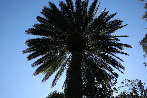 Vacker Palm Mot Blå Himmel Låg Vinkel — Stockfoto