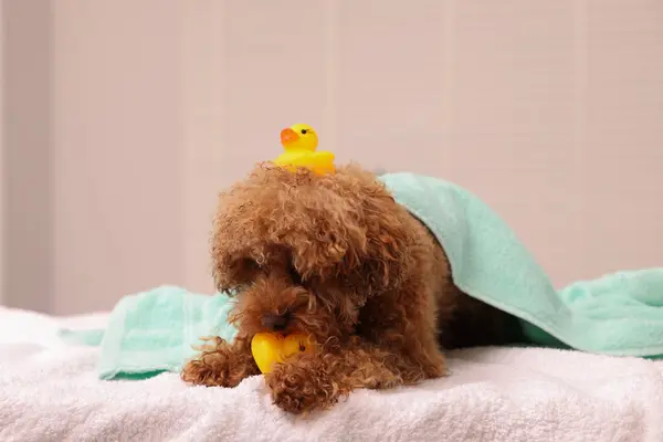 Cute Maltipoo dog wrapped in towel with rubber ducks indoors. Lovely pet