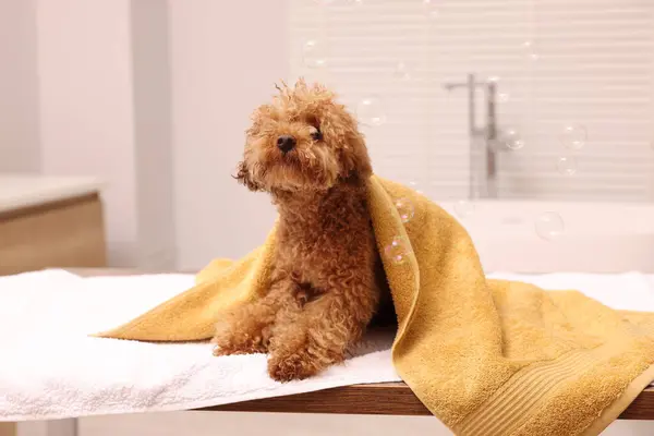 Cute Maltipoo dog wrapped in towel and soap bubbles in bathroom. Lovely pet