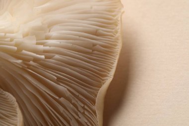 Bej arka planda taze istiridye mantarı, makro manzara. Metin için boşluk